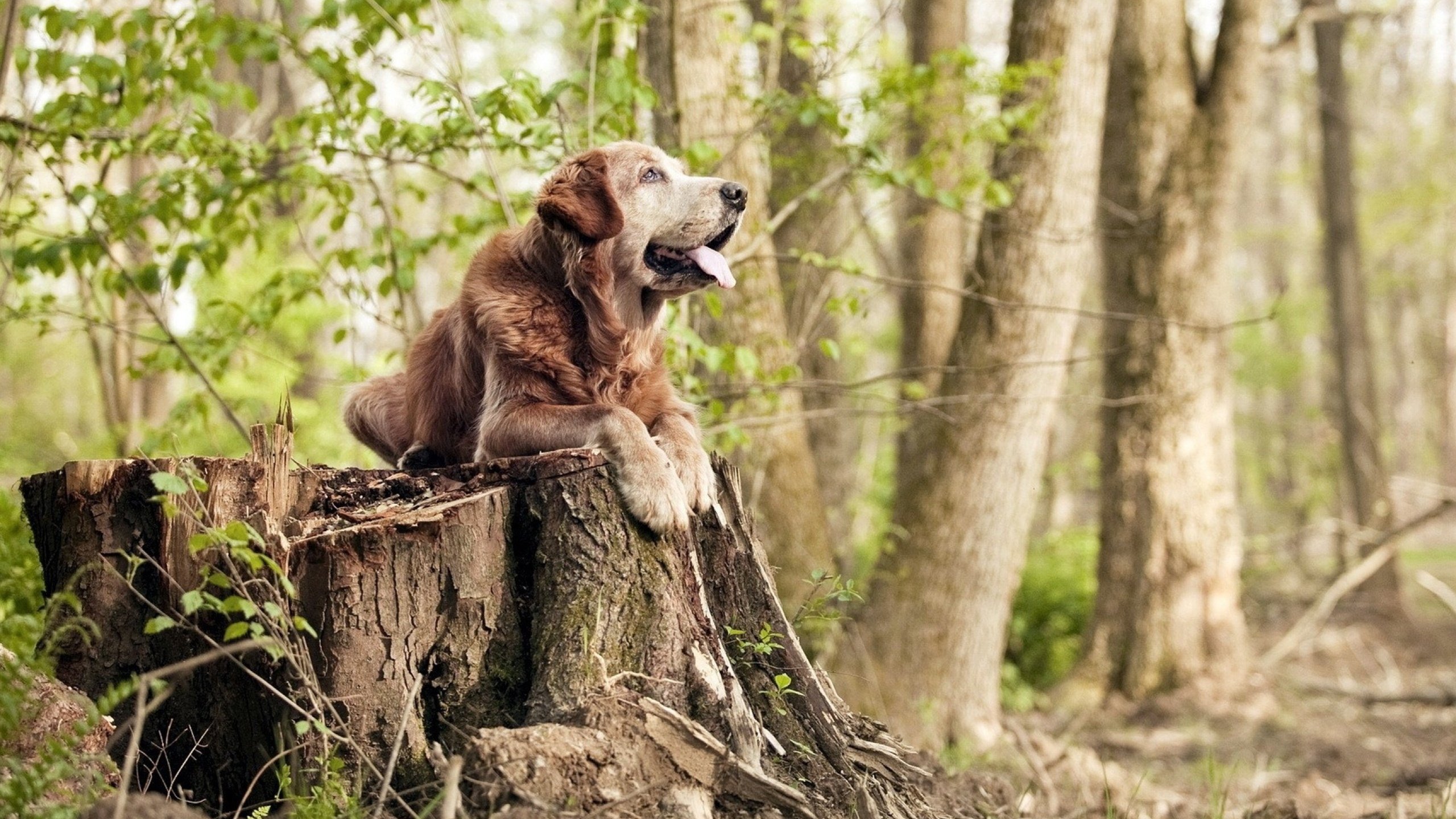 AYX SPORTS-霍勒迪全能表现雄鹿连胜延续，霍勒迪在雄鹿打什么位置