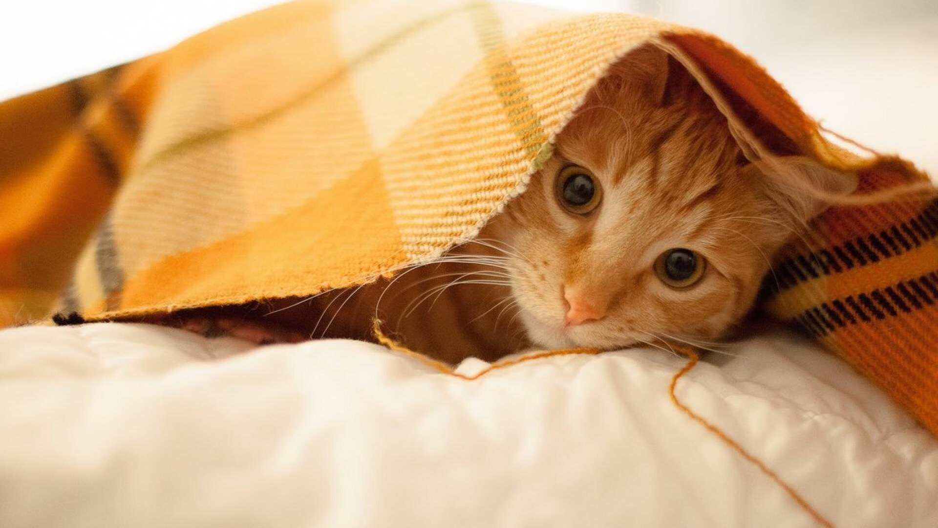 NBA球员赛季表现亮点分析，nba2020-2021赛季球员数据