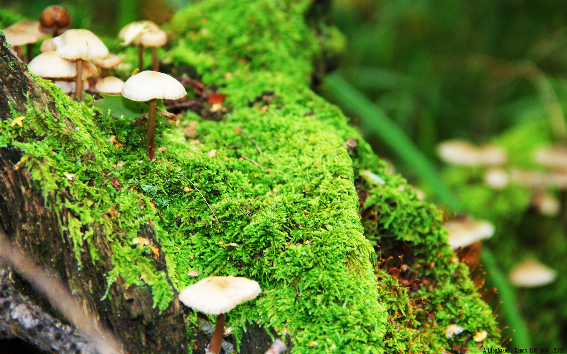 NBA联盟裁判员职业道德建设研究，nba职业篮球裁判证