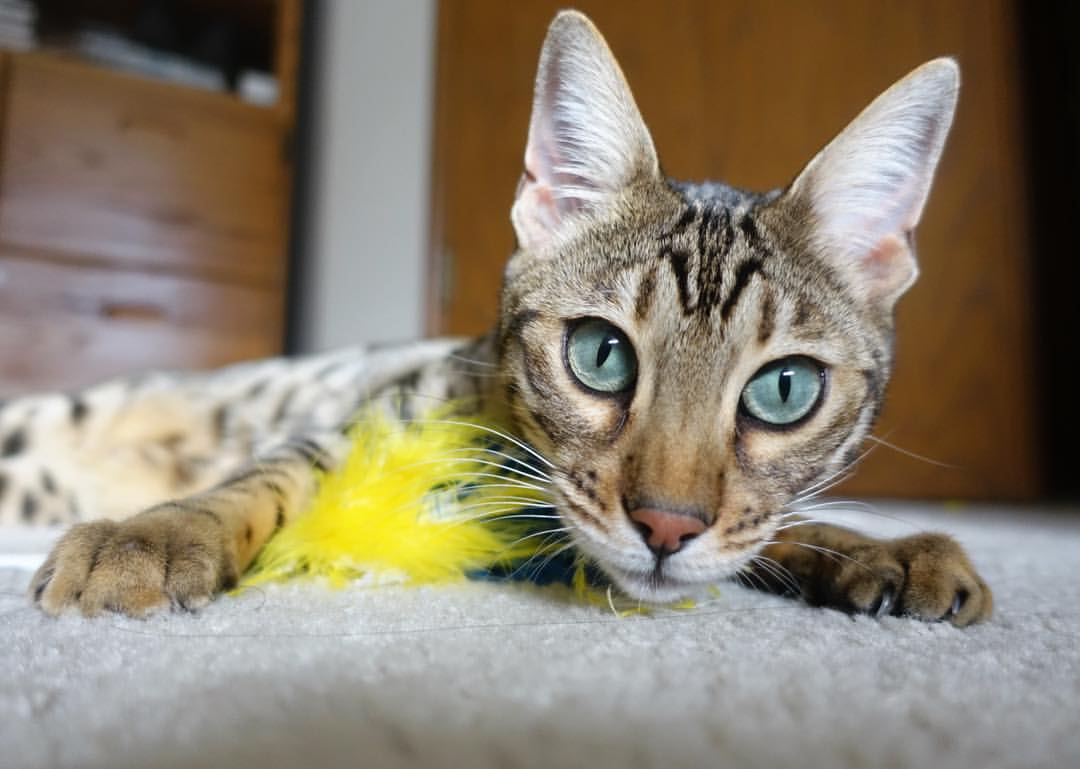 中国足球中后场覆盖力研究，足球中后场球员