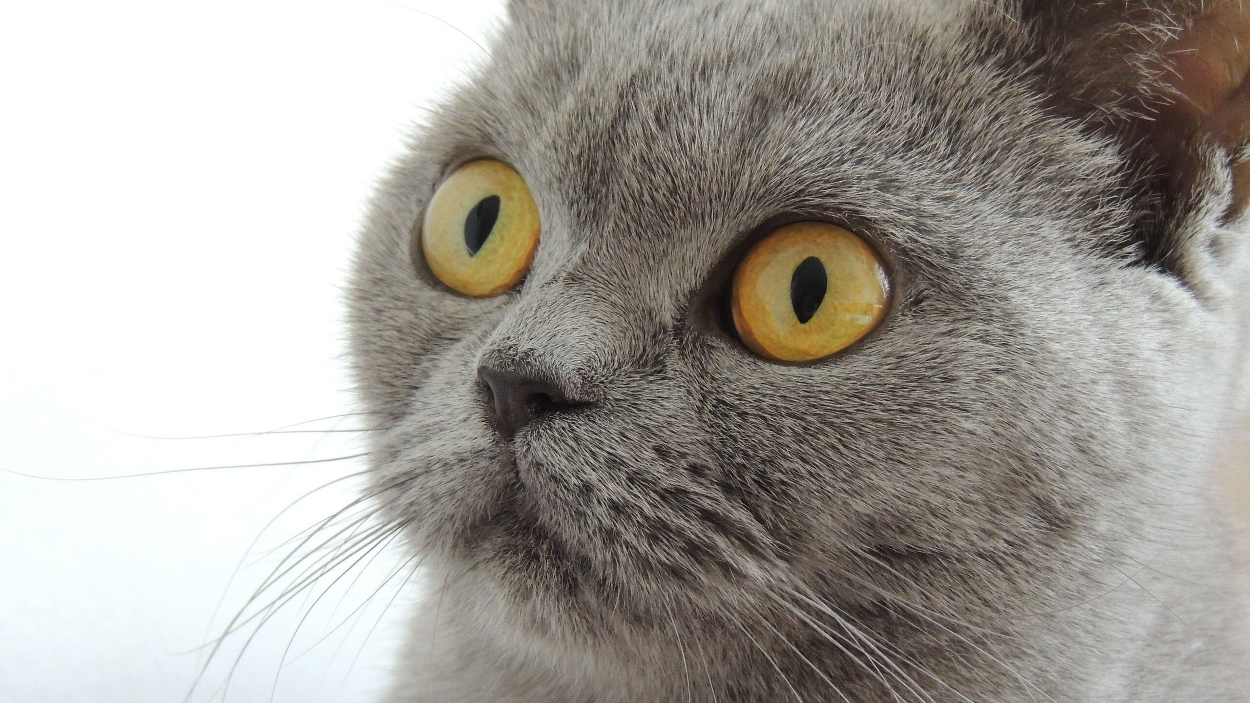 改革前夜：欧洲联赛最新政策解读，欧洲联赛恢复