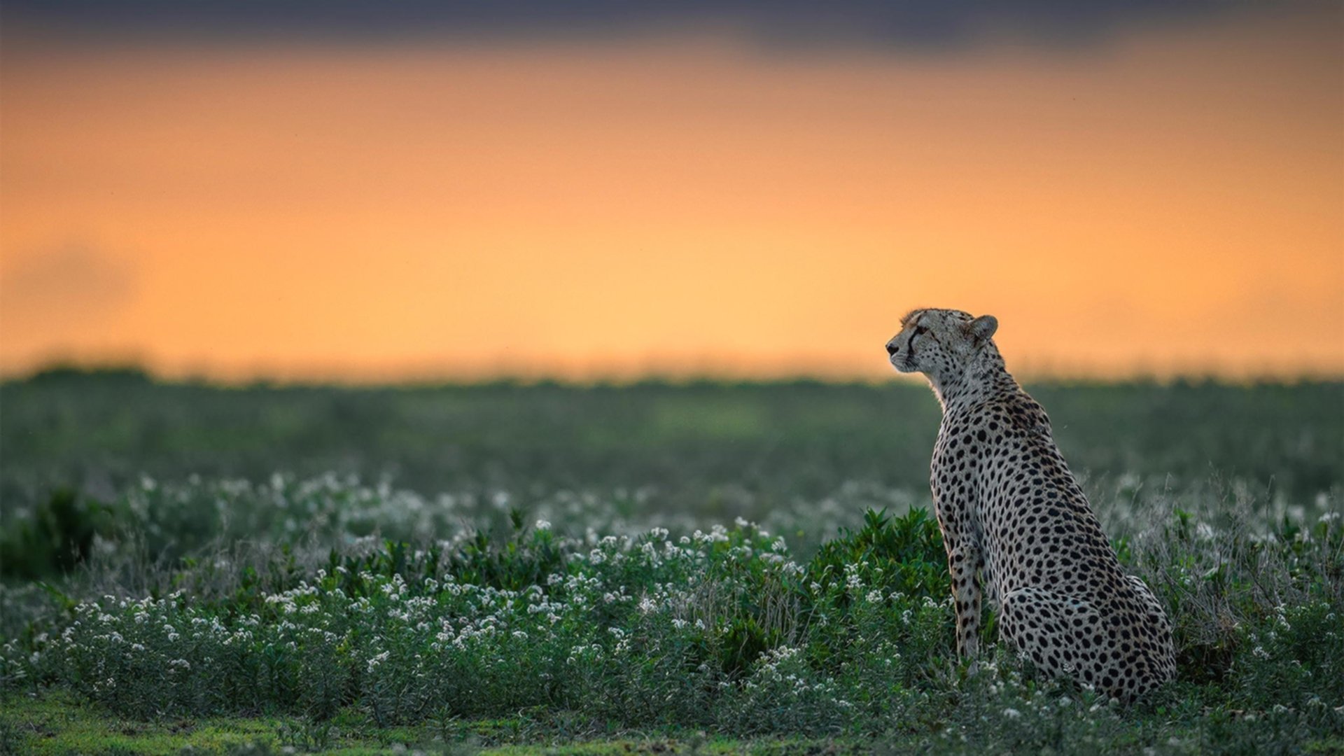 足球娱乐:明星跨界出演电影或综艺带来的流量,明星足球比赛