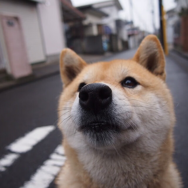 2024国际乒联混合团体世界杯:赛制创新趋势,国际乒联 世界杯