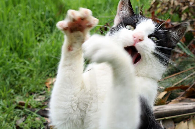 技术流球员再度吃香灵巧打法受欢迎