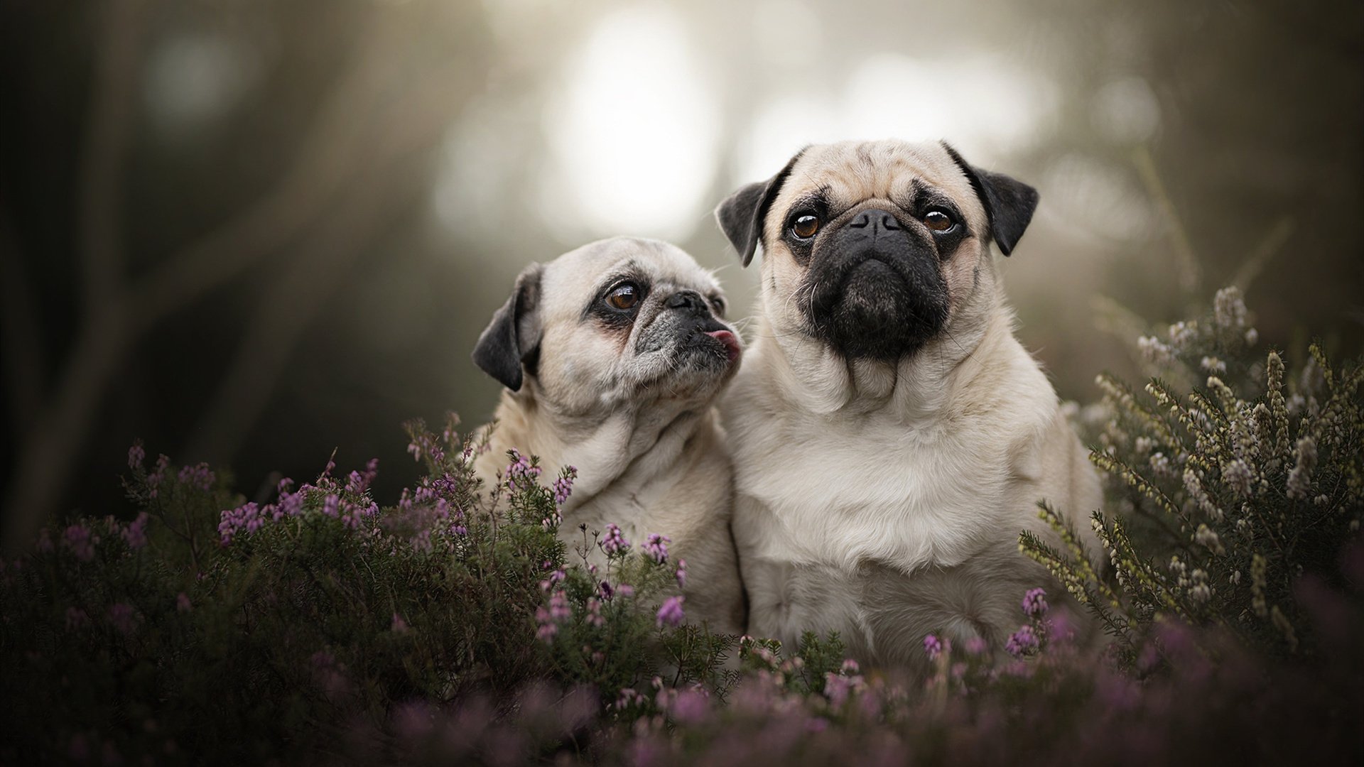 爱游戏官方网站-斯特拉斯堡快攻犀利撕破对手防线，1518斯特拉斯堡