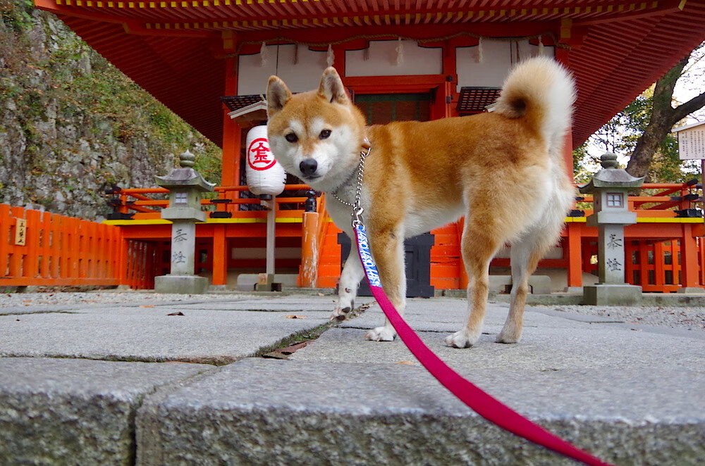 世界杯冠军争夺战:冠军之路的终极决战,世界杯冠军是什么奖杯