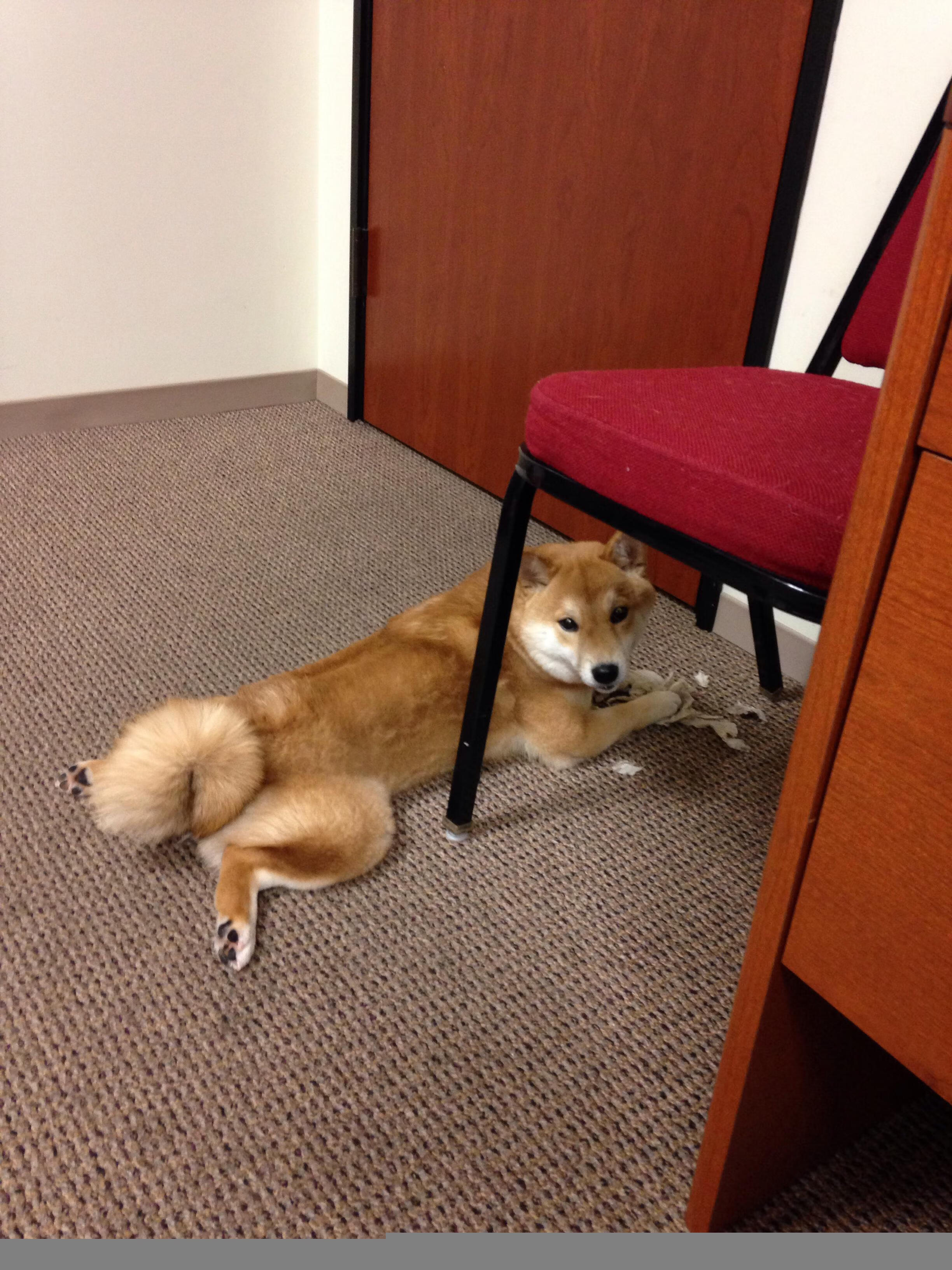 爱游戏平台-国际足球裁判引入虚拟裁判系统，确保每场比赛公平公正，国际级裁判足球