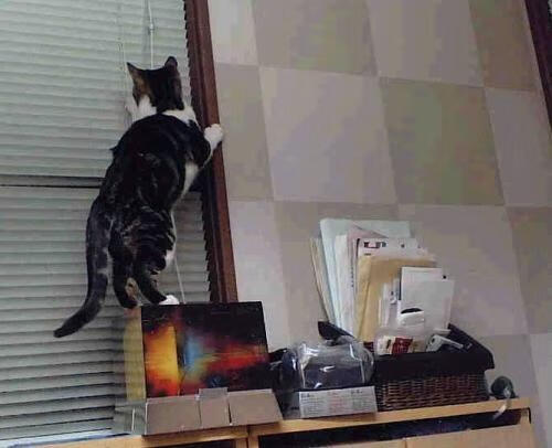 女子国家队集中备战奥预赛强化整体技战术执行,国家队女子田径运动员名单