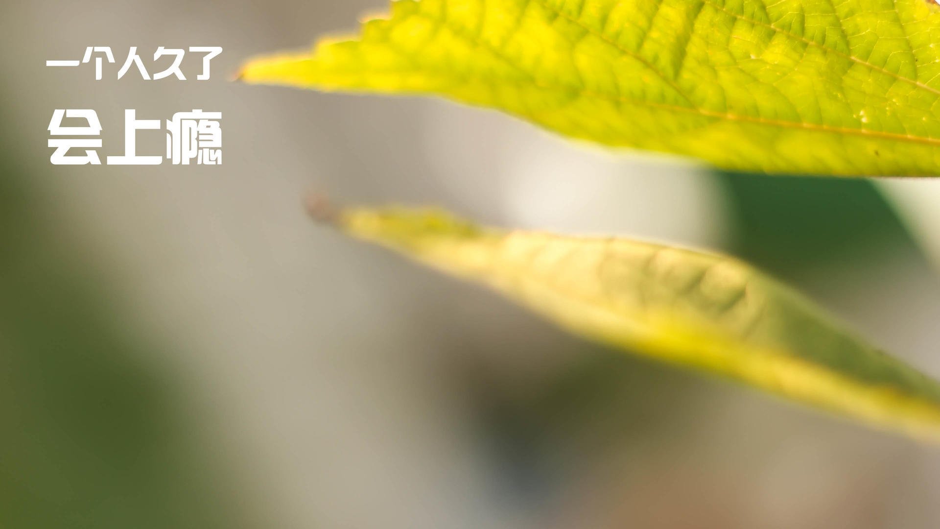 职业联赛推动规则完善提升比赛公平性和竞技观赏性，职业联赛赛制