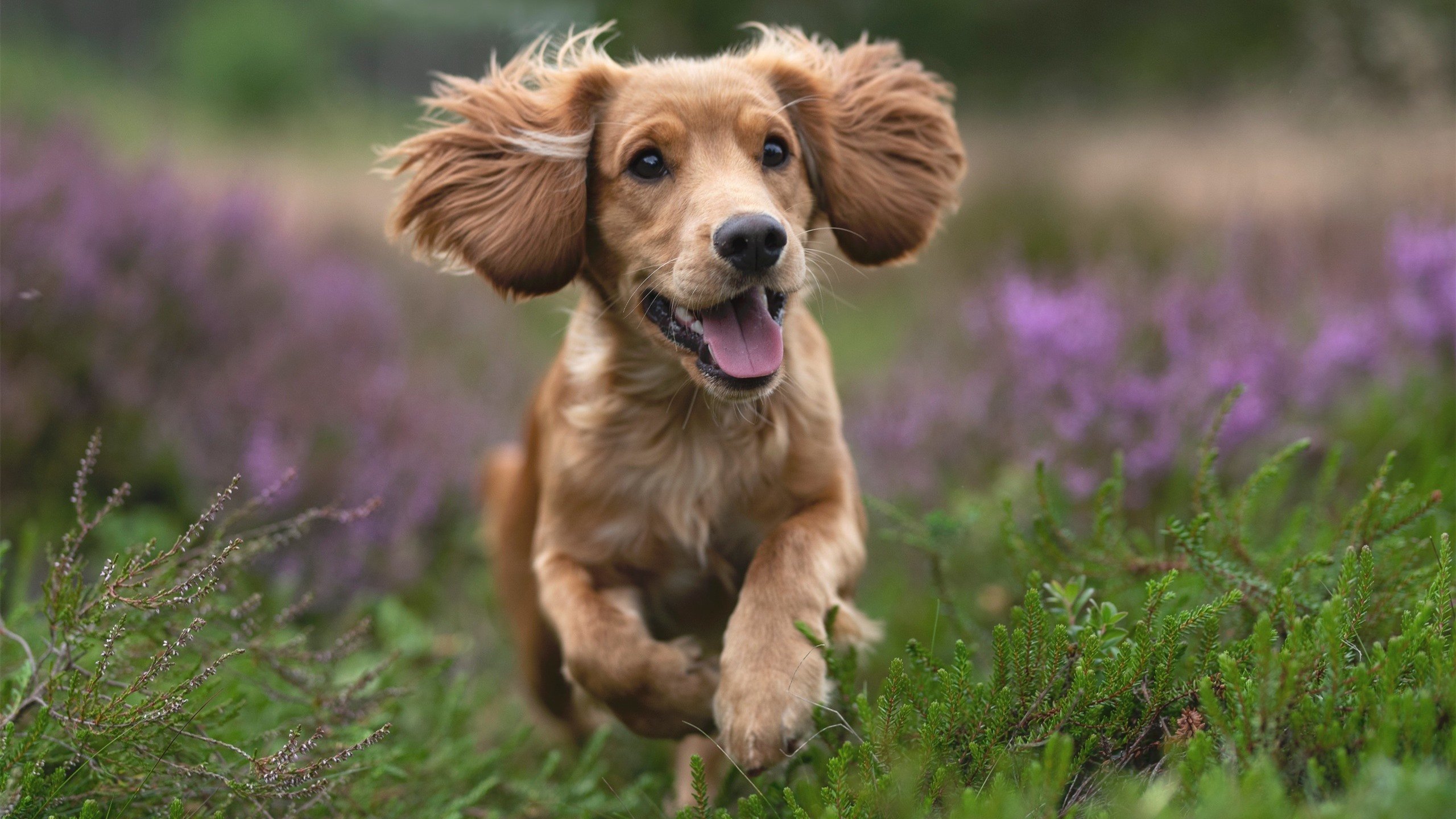 -自由泳接力赛中立代表队A逆转夺胜，自由泳接力破纪录