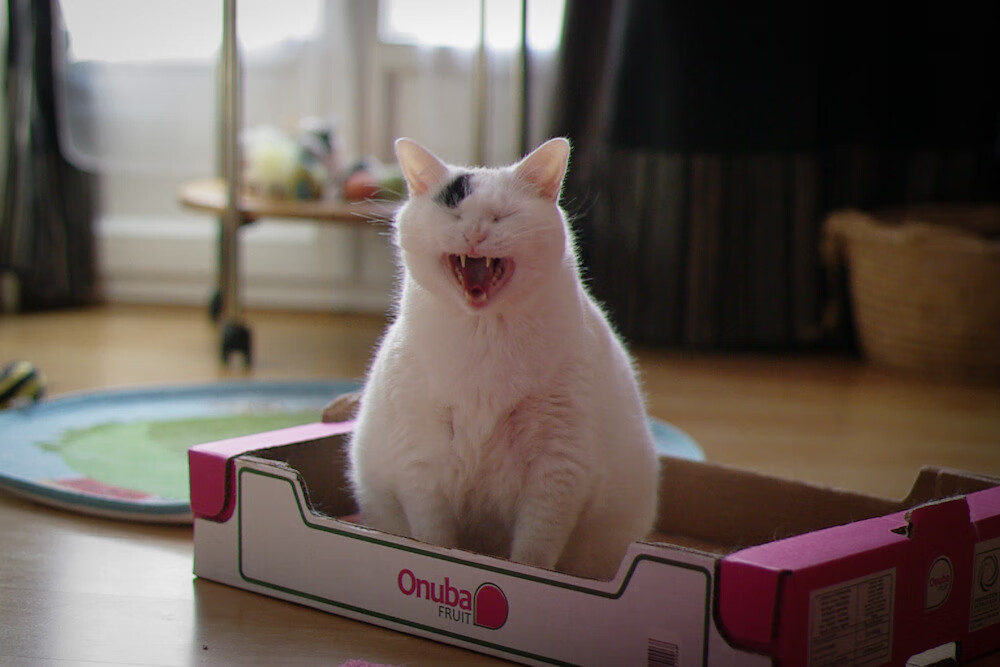 高校篮球引入职业球探参与比赛观察发掘人才,高校篮球训练理念以及训练方法研究